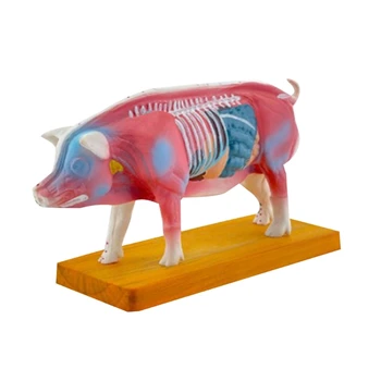 Модель анатомии свиньи, анатомическая модель животного для обучения ветеринарии, Анатомическая модель тела свиньи, анатомическая модель свиньи