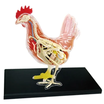 Красно-белая курица, 4D Мастер-головоломка, игрушка для сборки, Биология животных, Анатомический орган, Обучающая модель, Анатомия